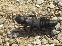 Rove Beetles - Staphylinidae