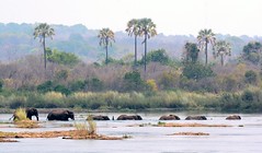 Zambia & Botswana scenes of wildlife