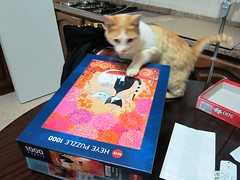 Real Cats and Puzzles