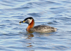 Grebes and Divers