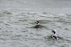 Long-tailed Duck - Holgate Unit | 2015