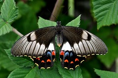 Australian butterflies (pooled)
