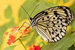 Lépidoptères - Lepidoptera