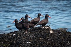 Oyster Catchers 