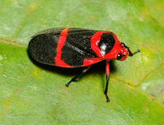 Spittlebugs (Cercopoidea)