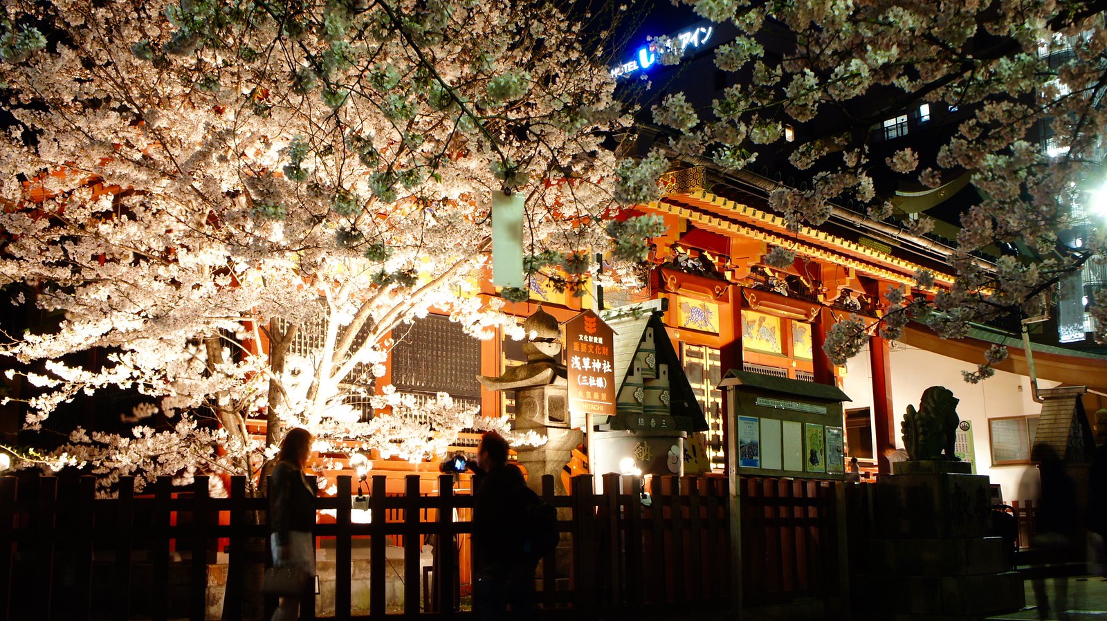 Asakusa Yozakura - Night time illumination of cherry blossoms
