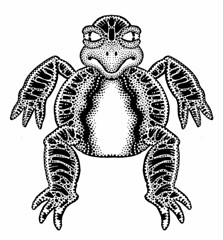 Turtle-Frog Doodle