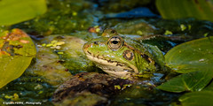 Amphibia-Reptilia
