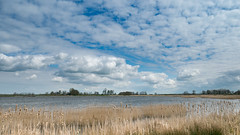 Lauwersmeer (2)