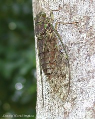 Cicadas (Cicadidae, Cercopidae and Fulgoridae)  of Thailand