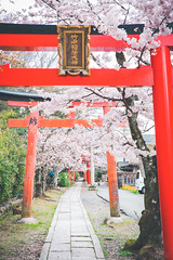 2016 日本関西春の桜 - 竹中稲荷神社