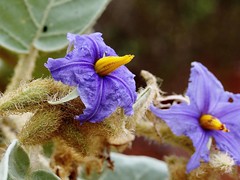 SOLANACEAE - Solanum falciforme