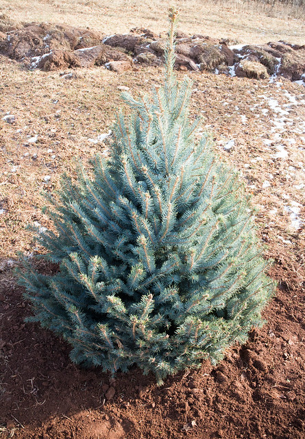 Planting Our Christmas Tree_10