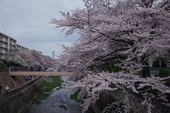 Sakura 2016