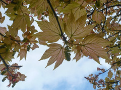 Sapindaceae (Maple Family)