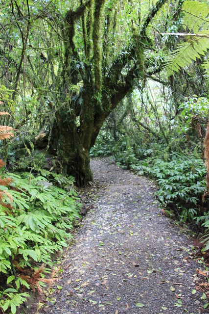 Día 4 - 3/10/15 - Rotorua: Wai - O - Tapu, Te Puia y Waitomo Caves - Nueva Zelanda, Aotearoa: El viaje de mi vida por la Tierra Media (50)