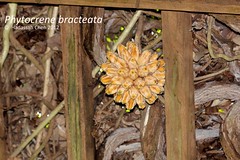 Phytocrene bracteata (Icacinaceae)