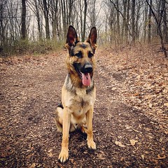 Chex 20 months  #gsd #iphone6plus #iphonecamera #iphoneography #germanshepherd #followme #followalways #likeforlikes #likes4likes #clp #clovelakespark #statenisland #nyc #dogs #incredible #theme #dailypic #healthy