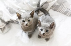 Russian blue kittens, 7 weeks old