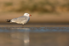 Audouin's Gull | rödnäbbad trut | Ichthyaetus audouinii