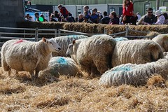 Lambing day - sheep - 3