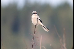 Varfågel (Great Grey Shrikes)