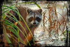 2016-01-30 Lake Apopka North Shore Wildlife Drive
