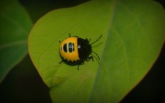 Bugs: Hemiptera