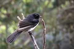 Wagtails & Fantails