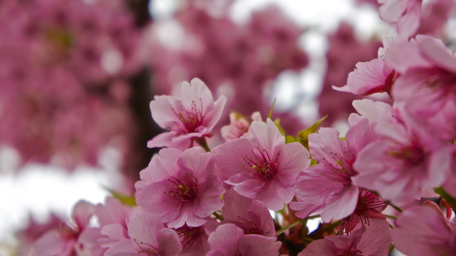 Kiba Koen Plum Blossoms