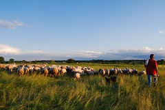 Pastir i ovce