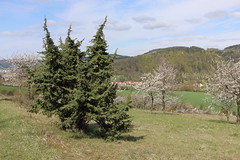 Juniperus communis - Heide-Wacholder