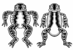 Frog Doodle 3