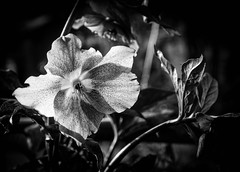 Black and White flora