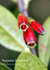 Agapetes hosseana (Ericaceae)