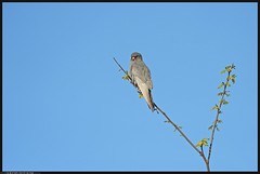 Falco cuculo - Falco vespertinus