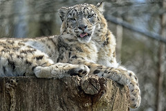 England Wildlife Parks and Zoos