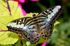 2016 Butterflies of the Caribbean