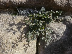 Aspleniaceae (Spleenwort Family)