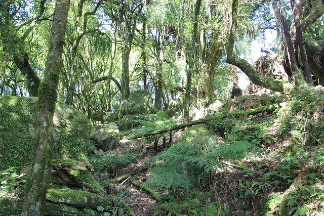 Nueva Zelanda, Aotearoa: El viaje de mi vida por la Tierra Media - Blogs de Nueva Zelanda - Día 8 - 7/10/15 - Piopio y Tongariro National Park (34)