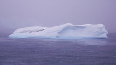 Góra lodowa z Pinwinami