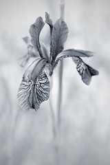Solitudes: a series of toned monochrome nature pictures