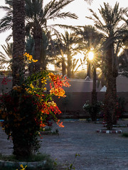 Maroc,Zagora jardin