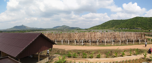Kampot: plantation de poivre