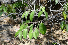 Chrysobalanaceae