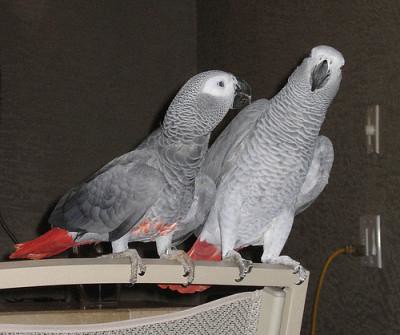 african-gray-parrot-and-parrot-egg-for-sale-for-x-mas-4ed4a412565b8cd66ad7
