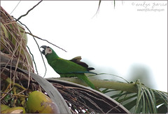 Parrots/Macaws