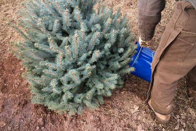 Planting Our Christmas Tree_16