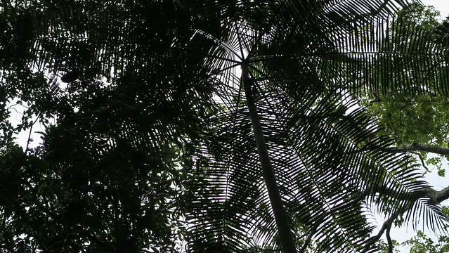 amazon canopy trees rainforest