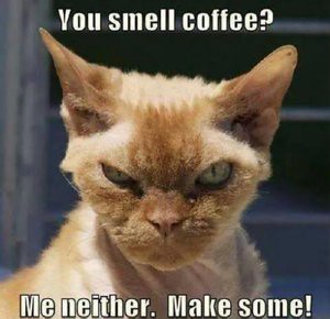 Cat saying: You smell coffee? Me neither. Make some!